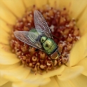 001 Blume 20150715_0045 als Smartobjekt-1 Kopie als Smartobjekt-1 kopieren
